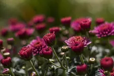 IMG_7562-2.webp