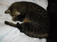 IMGP3387.webp