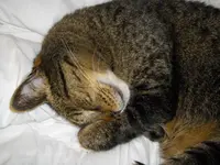 IMGP3386.webp