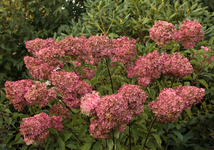 Vanilla fraise_Herbstkleid_pink_mauve_28092016_800.webp