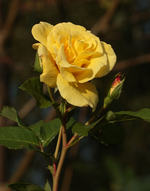 gelbe Strauchrose_Blüte_Knospe_1_700.webp