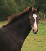 Fohlen_foal_Dunkelfuchs_6 Monate alt_700.webp