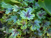 DSCN7075.jpg