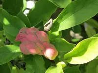MagnolienSamenstand_3769.webp