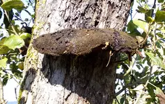 Pilz.webp