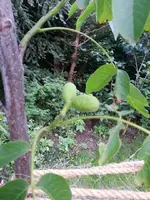 20160621_212553 (Large).webp