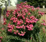 Aster.webp
