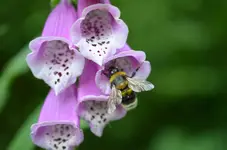 DSC_0331.jpg