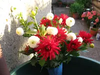 IMG_5203.webp
