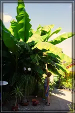 basjoo.webp