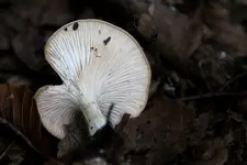 pilz.webp