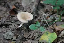 pilz1.webp