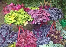05_DSC_0254.webp