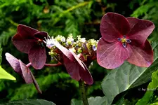 _Hortensienbluete.webp