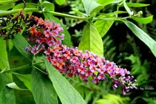 _farbiger Sofli.webp