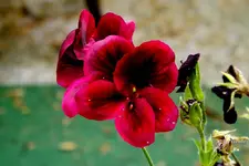 _Geranienbluete.webp