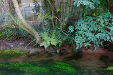 green (36).webp