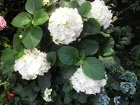 DSCI0348.webp