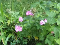 BILD5904.webp