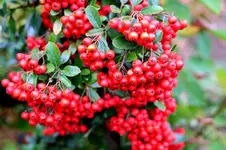 2016-10-03-9657 - Kopie.webp