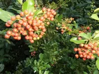 Bilda411.webp