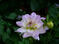 DSCI0023.webp