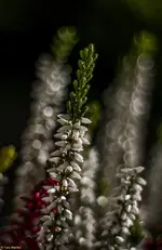 IMG_7828-2.webp