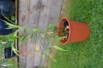 2016-09-26 Ingwer1.jpg