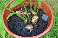 2016-09-26 Ingwer2.webp