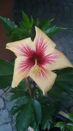 Hibiskus 1.webp