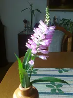 Foto0163.webp