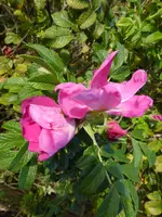P1010941.webp