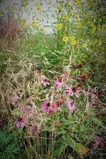 DSCF7516 (2).webp