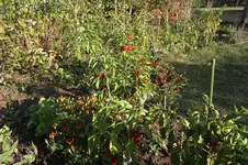 IMG_2161.jpg