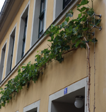 wein2015-04.webp