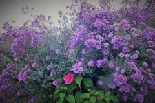 DSCF7581 (2).webp