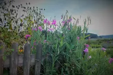 DSCF7584 (2).webp