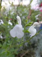 P1240017.webp