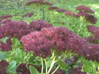 BILD3570.webp