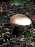 PA050316.webp