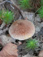 PA050317.webp