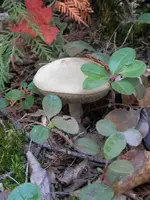 PA050320.webp