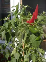 PA050324.webp