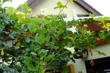 DSCF3769.jpg