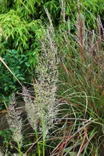 DSCF7529 (2).jpg