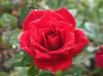 DSCF7579 (2).webp