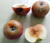 ck.webp
