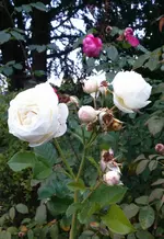 IMG_20161008_081700.webp