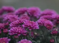 IMG_7985-2.webp