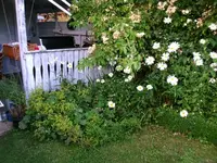 2016-07-16 Bobby James Beet.webp